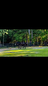 75K views · 4K reactions | 珞 We are thrilled to share the first...