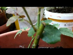 Роза Прививка в расщеп 1 часть