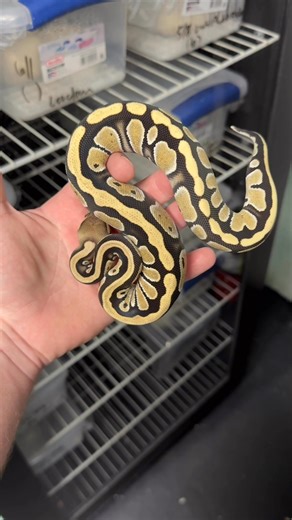 Ball Pythons 101 on Reels