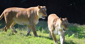 2 female lions make debut at Virginia Zoo