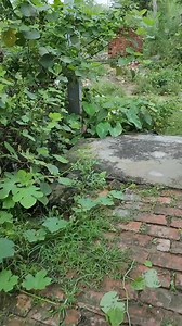 58K views · 914 reactions | Durga Maa Face Drawing on Leaves #art #Drawing #reels | AP Drawing | Facebook