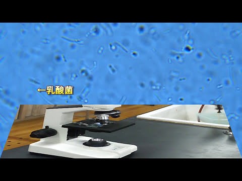 ヨーグルトをつくる実験 高校生物実験