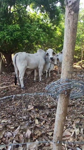 POTREROS #ganaderíatropical #fincas #ganado #toros #ganaderos #vaca #ganaderíasostenible #campo