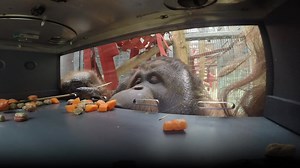 6.5K views · 328 reactions | Environmental enrichment is a vital part of the care we provide towards our animals here at Colchester Zoo. One of the most fun enrichment toys which challenges our Orangutans mentally and physically, is their puzzle feeder. 獵 Our Animal Care Team fill the feeder with their favourite treats where Tiga, Mali and Tatu then enjoy the challenge to reach their favourite snacks. #ApeAwarenessMonth | Colchester Zoo | Facebook