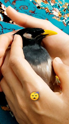 Soothing Lullaby for My Myna | Adorable Bird Sleeps Peacefully