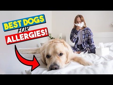 Best Hypoallergenic Dog Breeds for People with Severe Allergies