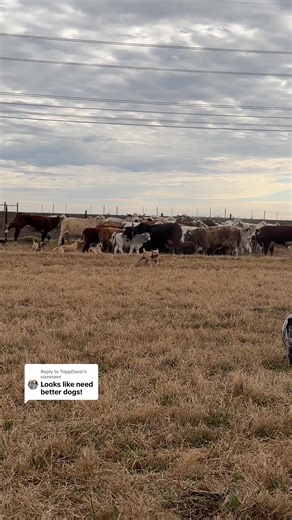 Incredible Cowdog Skills in Action