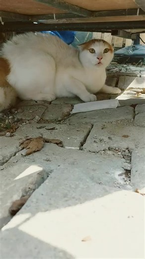 Angry Cat Sounds Compilation