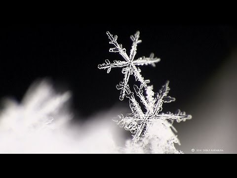 【北海道の絶景】繊細で美しい雪の結晶 Snowflake delicate and beautiful