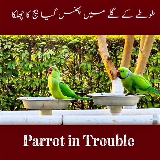 Parrot in Trouble: Insights into Bird Behavior
