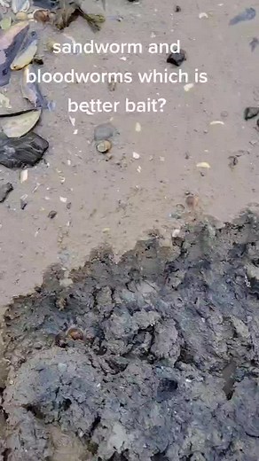Bloodworm vs. Sandworm: Which Bait is Better?