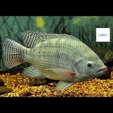 Invasive species(Oreochromis niloticus)