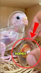 Transparent Animals That Look Completely Invisible! 😮#transparentanimals #animalfacts