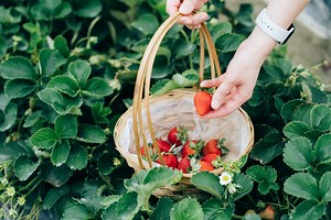 10 pick-your-own fruit and vegetable farms to visit in the UK