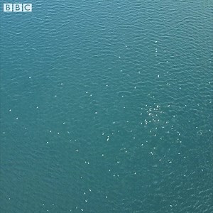 389K views · 2.9K reactions | Appreciate nature's beauty with dolphins, flamingos and more!  Watching images of nature has been shown to help our mental and physical wellbeing. So, turn your sound on and relax as we bring the wonder of nature to you. #WorldOceanWeek | BBC Earth | Facebook