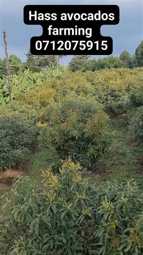Hass avocados seedlings available @150 We are located along Embu-Nairobi highway at kwa Samaki near sagana gateway. Delivery services available countrywide. Contact 0712 075915 to order | Organic FARM