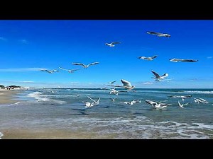 seagulls sound 🕊️ relaxation sleep study meditation background noise bird chirping singing