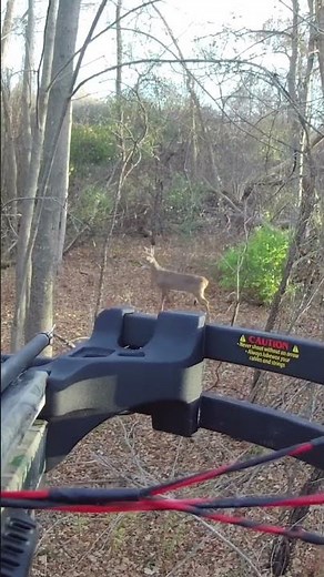 Crossbow vs whitetail deer | KILLSHOT
