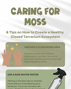 Moss Care Guide | Terrarium Tips and Detailed Instructions | 3 Page PDF Download - Etsy