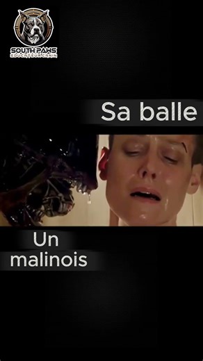 Le Malou et sa balle 🙄 #dog #chien #humour #malinois #k9 #educateurcanin