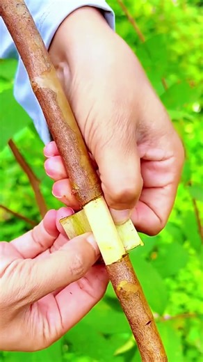 Turn One Peach Branch Into a New Tree (Air Layering)”