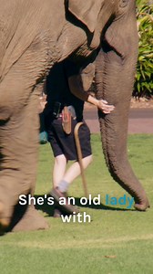 275K views · 8.6K reactions | Massive 61-year-old elephant throws a tantrum about taking medication!  #elephantday #wildlife #bondivet | Bondi Vet | Facebook
