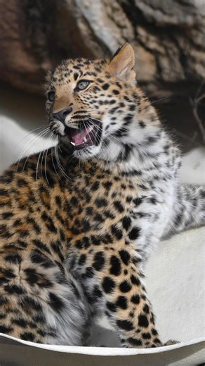Warmer days 🤝 leopard play! Amur leopard cubs Vasa and Domovoi are tumbling into spring. Stop by this weekend to see the season come alive at the Zoo. ☀️ | Saint Louis Zoo
