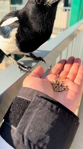 My friend magpie | Beautiful World