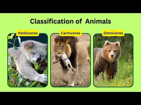 Classification of animals | Herbivores | Carnivores | Omnivores