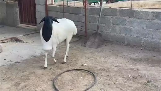 ‎⭕️مروان المعمري للبيع الحلال الظفاري⭕️‎ on Instagram‎: "للبيع حملة بكر بيرشن قصه سوده العمر من سنه ونص الي سنتين العلم عند الله إذا عشار ولا لا بس الظاهر شوفة العين تقول عشار السعر 180ريال سعر ثابت منعاااا للاحراج......شامل النقل من صلالة الى خط الداخلية ومسقط وخط الباطنة وينقل وعبري فقط...لتواصل92678661مروان المعمري....🤚🏻🤚🏻ملاحظة التواصل وااااااتس آب فقط....🤚🏻🤚🏻"‎