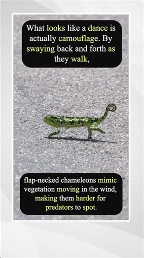 Why This Chameleon Walks Like That