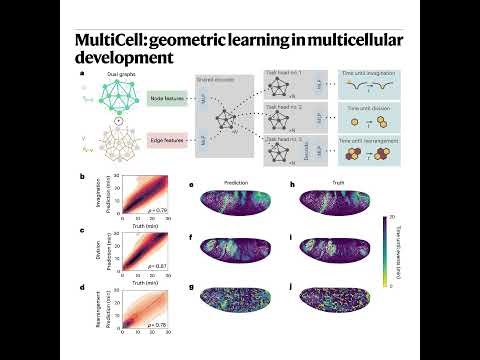 520-MultiCell：多细胞发育中的几何深度学习