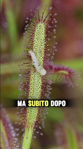 This carnivorous plant decides who gets away!