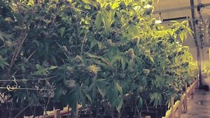 Police bust a multimillion-dollar weed "fortress" last week, and today, another raid yields a second grow operation. More on the investigation and the Pacific Palisades woman who owns the properties: http://4.nbcla.com/EdUADow | NBC LA