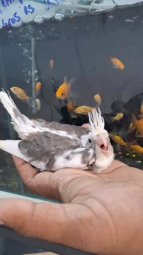 How to Tame a Cockatiel Through Hand Feeding