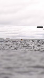 25K views · 138 reactions | A close call in the Strait of Magellan was caught on camera as a kayaker found himself inside a humpback whale’s mouth before being released. | WJCL News | Facebook