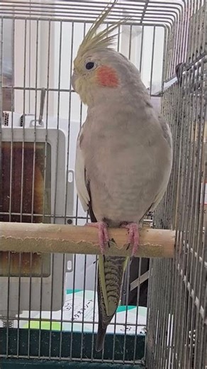 メスのオカメインコ