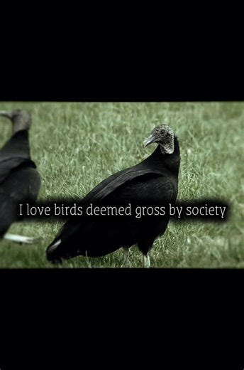 I hate how many many people go off of looks, when the evolution these birds went through genuinely makes them a perfect bird in all areas plus they look pretty to me like they would tell you sweet lies if you ever saw them. Sorry if that doesn’t make sense 😭😭 I’m still half asleep OK BUT TIME FOR TAGS #birds #bird #trending #viral #vultures tags wow