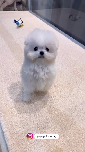 TikTok의 PUPPY BLOSSOM 퍼피블러썸