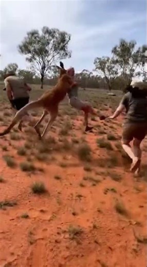 Screaming Tourists Chase After Kangaroo That Snatched Their Friend From Car
