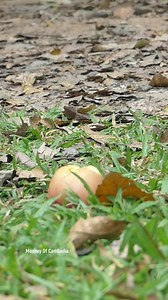 3.5K views · 96 reactions | Lynx vs big Apple  | Monkey Of Cambodia | Facebook