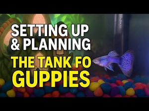 Setting Up & Planning the Perfect Guppy Tank | Beginner-Friendly Guide 🐟
