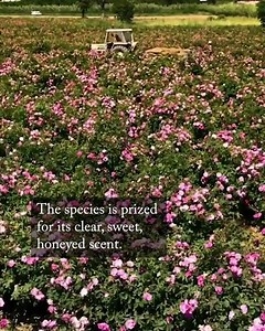 The roses that go into Chanel’s most iconic perfume all come from one 50-acre farm in France. Take a look at that process, which takes place over a period of two weeks and involves a crew of 70 pickers and 37 tons of flowers: http://nyer.cm/4vw7gio | The New Yorker