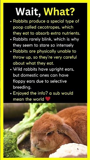 Rabbits Eat their own Poop? #didyouknow