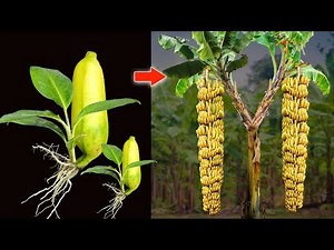Simply Fastest Growing Banana Fruit to Many Banana Tree | Grafting Banana Tree | Banana Propagation