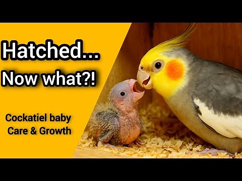 Baby Cockatiels Growing Up | Part 2: Feeding & First Weeks