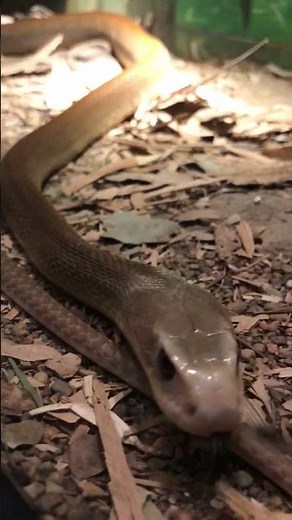 Coastal Taipan - Australian Reptile Park #snakes #venomous #reptiles