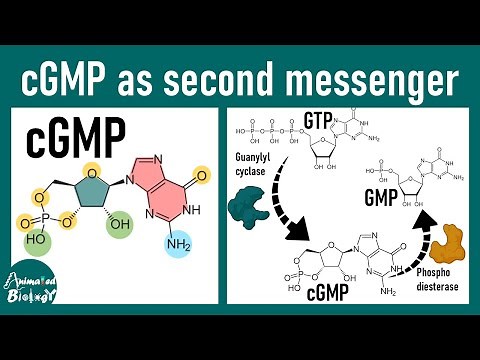 cGMP as a second messenger | the NO cGMP pathway | cGMP and phototransduction