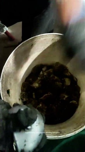 Farmed Toads Bufogenin Scraping And Collecting Process !