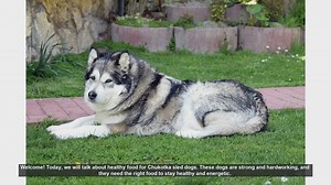 Essential Diet Tips for Healthy Chukotka Sled Dogs